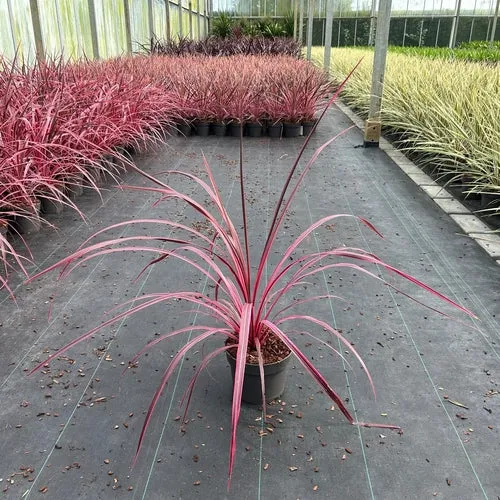 Cordyline (Cordyline Festival® Himbeere)