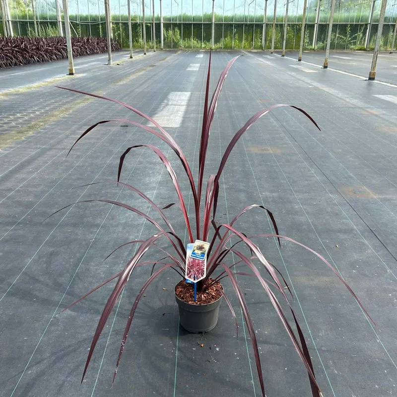 Cordyline (Cordyline Festival® Burgundy)