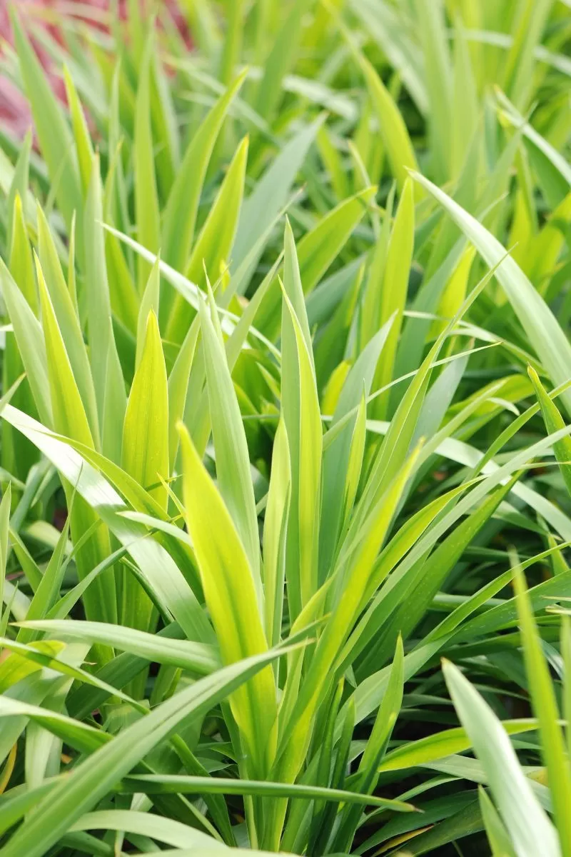 Cordyline (Cordyline Emerald Star)