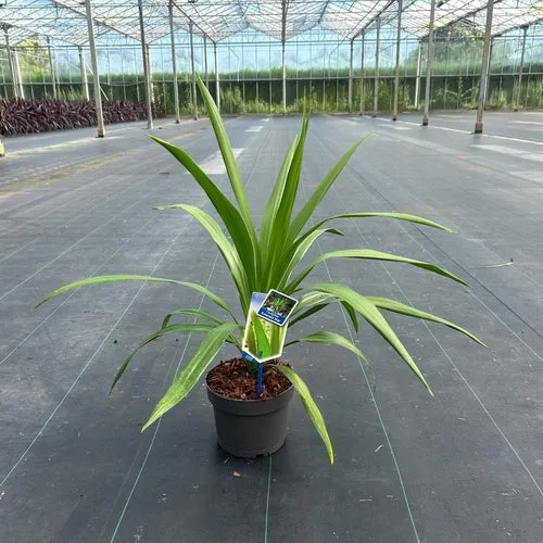 Cordyline (Cordyline Emerald Star)