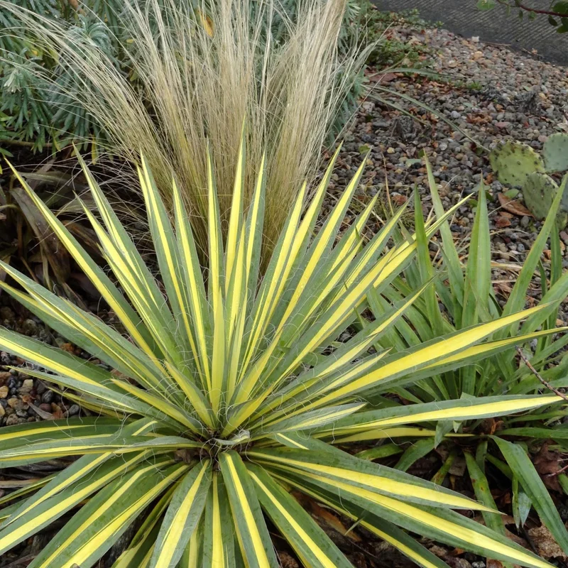 Palmenlilie (Yucca filamentosa 'Color Guard')