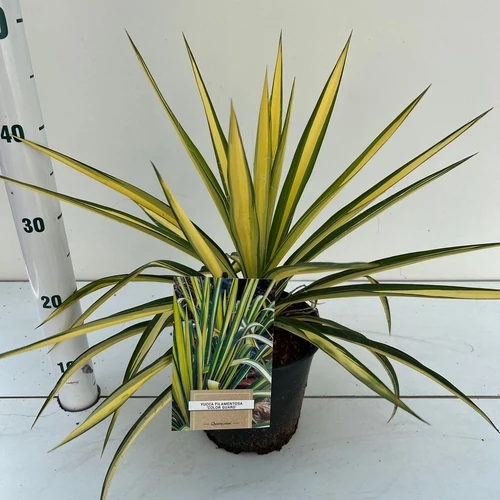 Palmenlilie (Yucca filamentosa 'Color Guard')