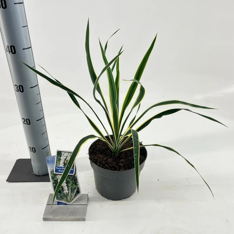 Palmenlilie (Yucca filamentosa 'Bright Edge')