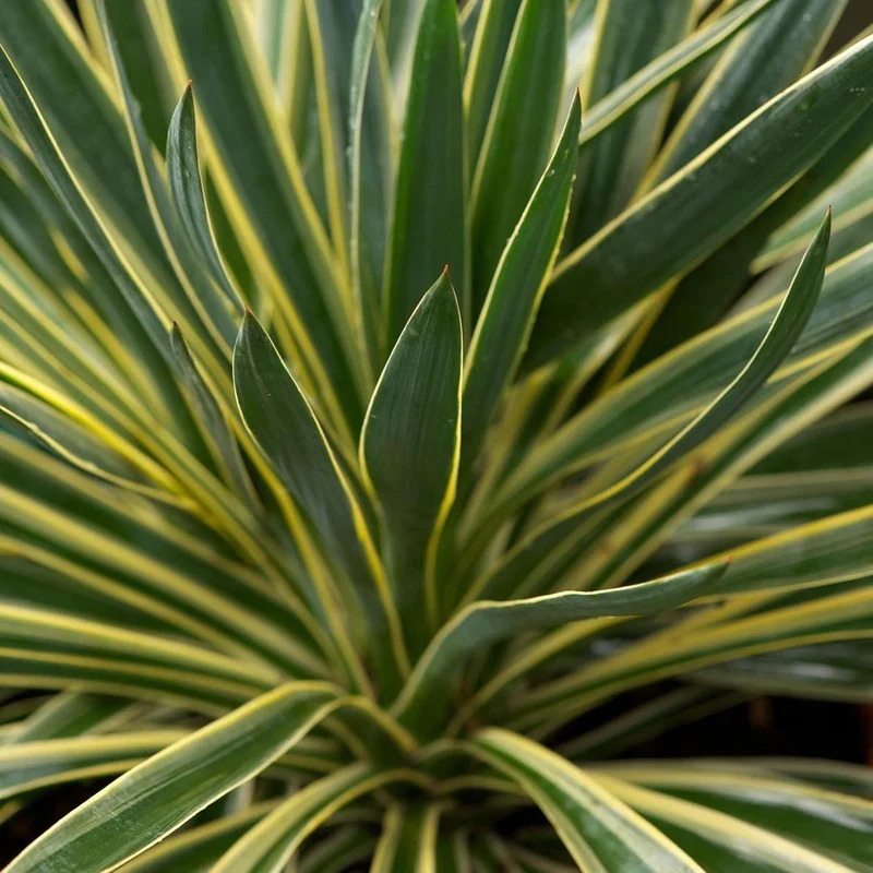 Palmlilie (Yucca gloriosa 'Variegata')