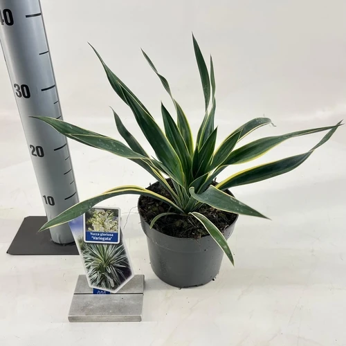 Palmlilie (Yucca gloriosa 'Variegata')
