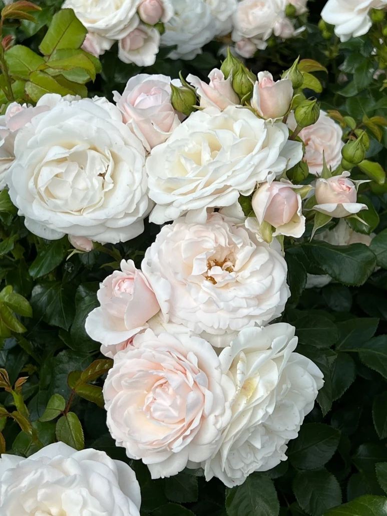 Bodendeckerrose (Rosa Sweet Romanza ®)