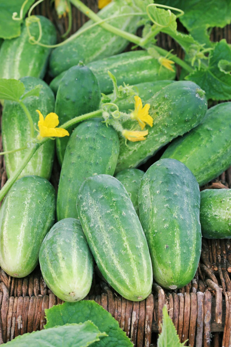 Bio-Gurke 'Dekan'