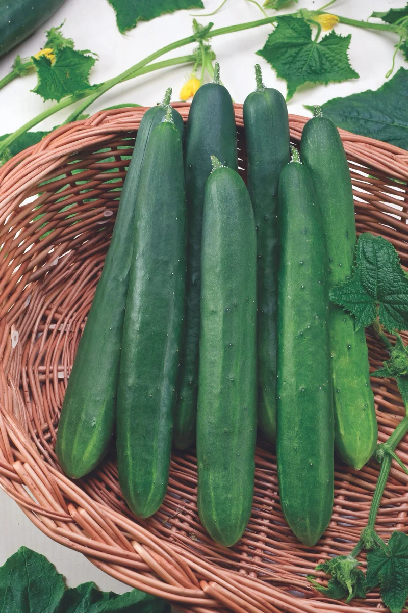Bio-Gurke 'Marketmore'
