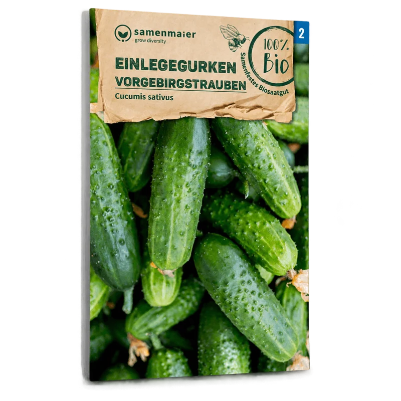 Bio-Einlegegurke 'Vorgebirgstrauben'