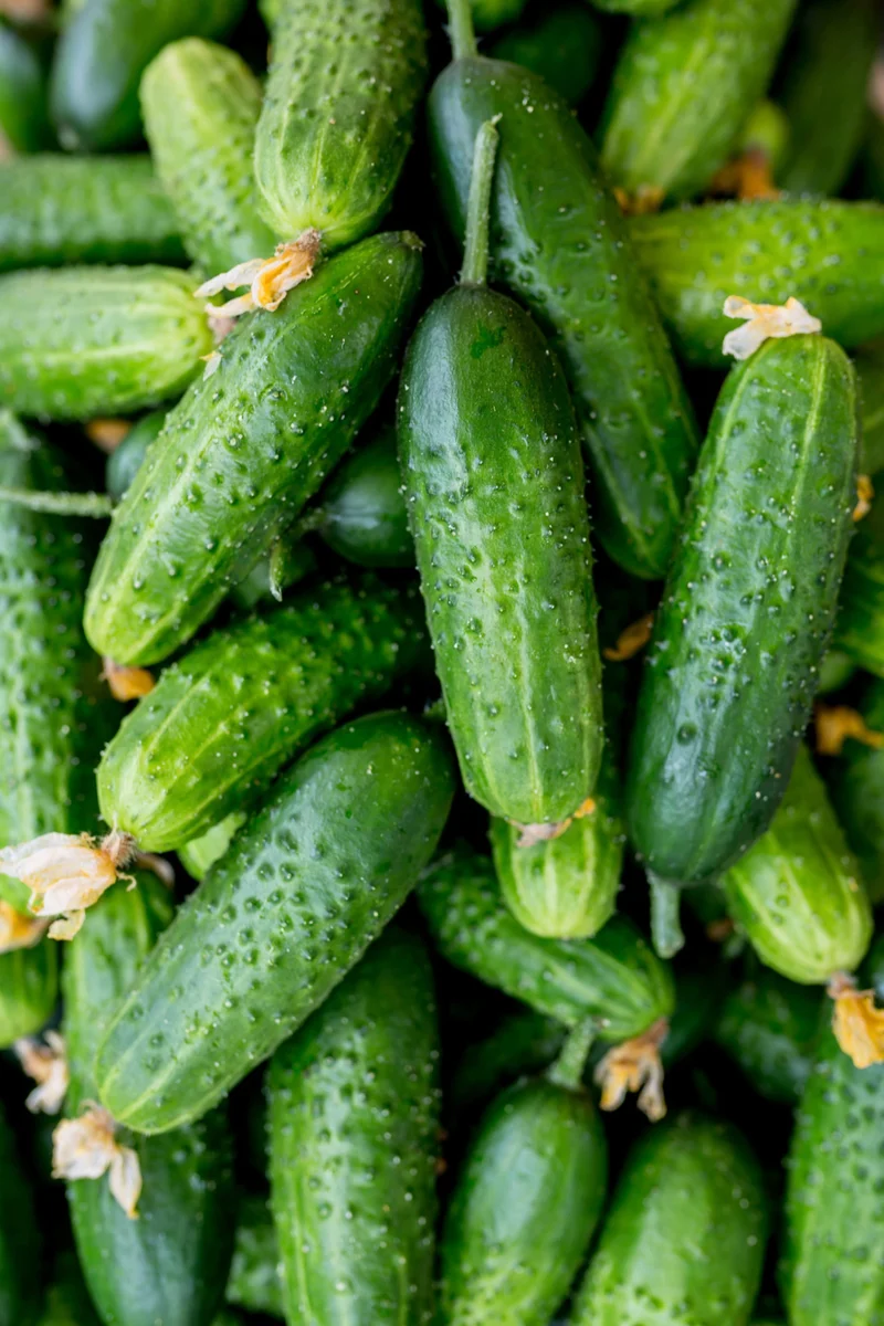 Bio-Einlegegurke 'Vorgebirgstrauben'