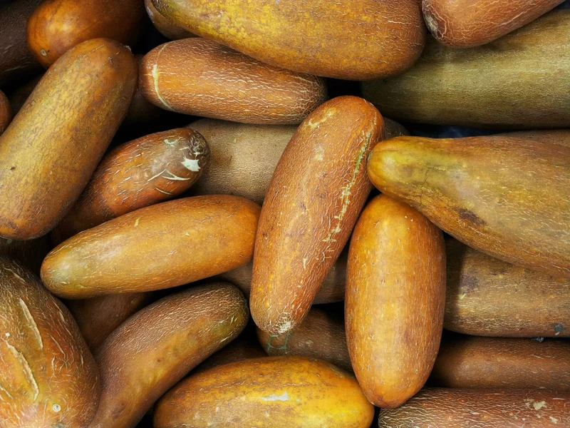 Bio-Gurke 'Salome'