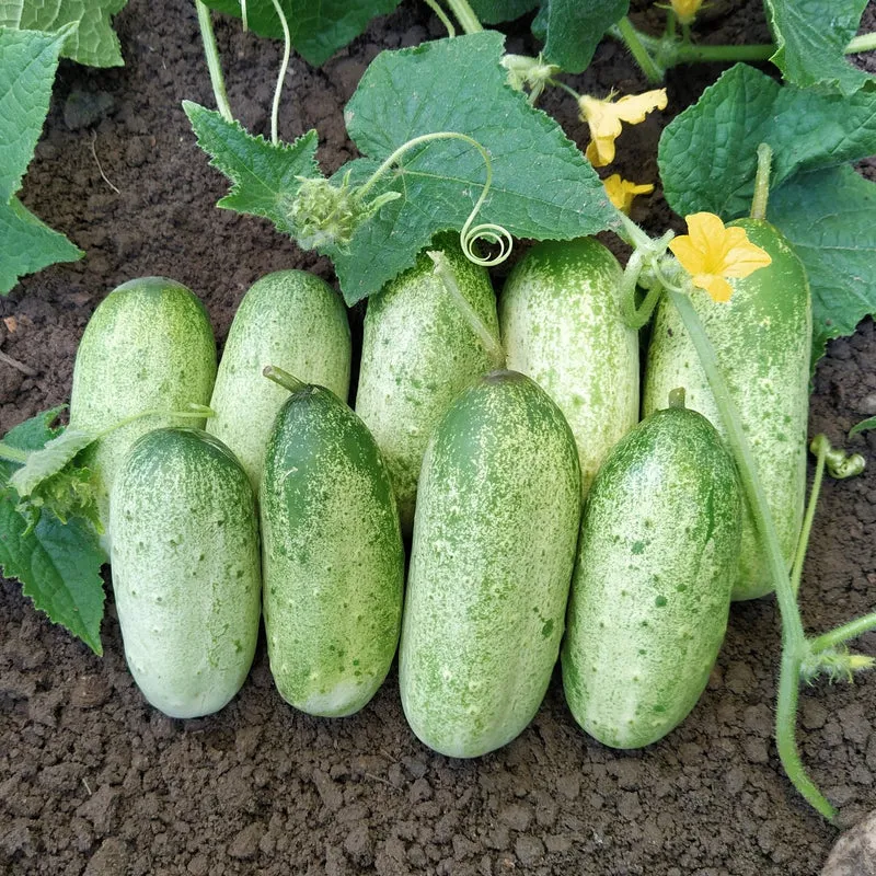 Bio-Gurke 'Russische'
