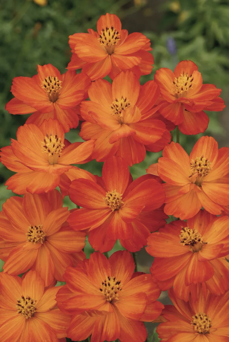 Bio-Cosmea Orange