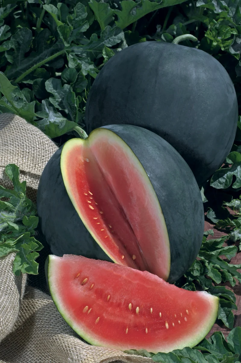 Bio-Wassermelone 'Sugar Baby'