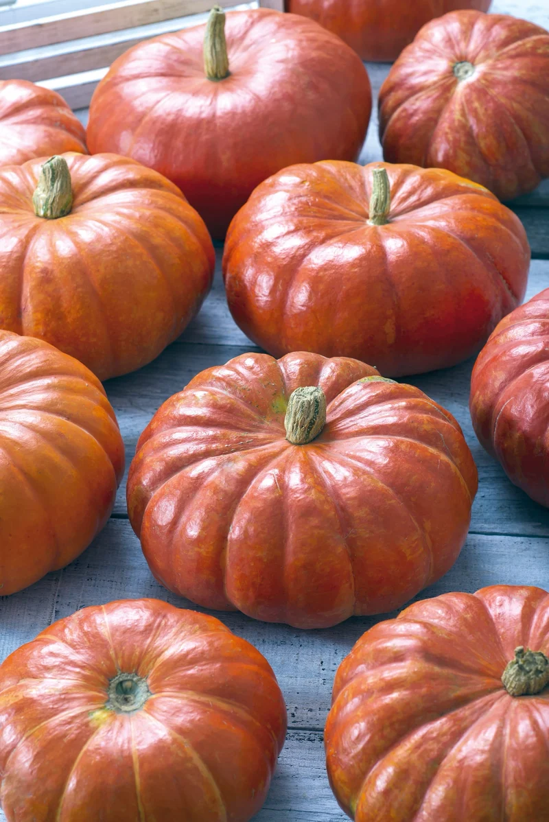Bio-Riesenkürbis 'Rouge vif d'Etampes'