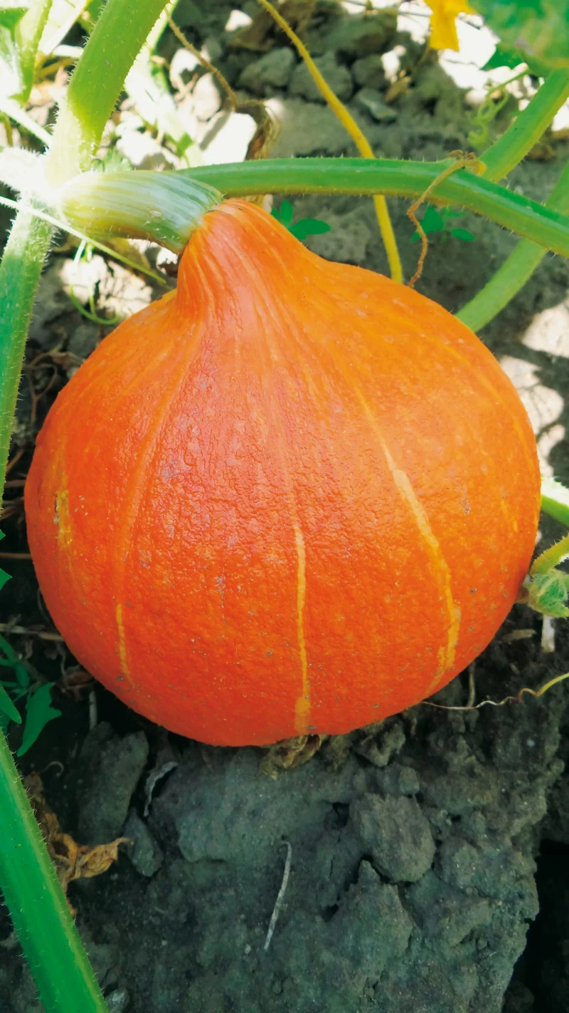 Bio-Kürbis 'Uchiki Kuri' Hokkaido