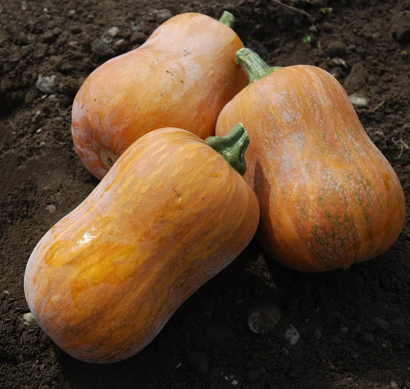 Bio-Kürbis 'Honeynut'