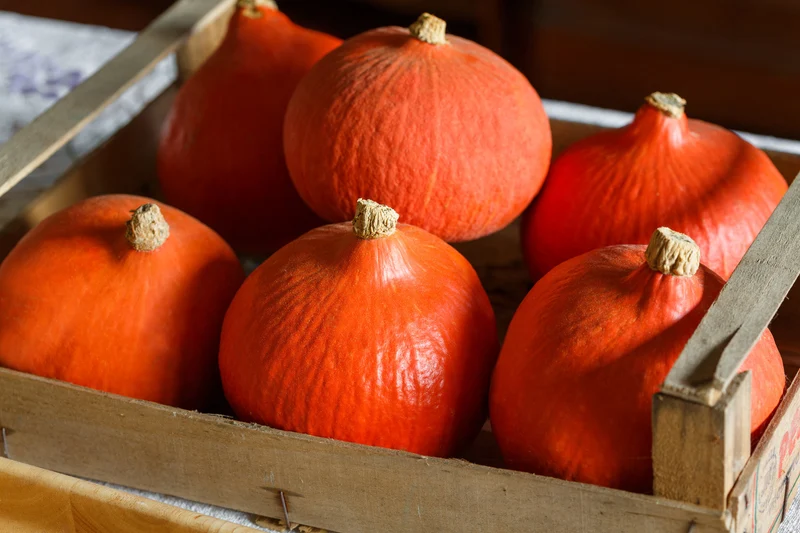 Bio-Kürbis 'Red Kuri' Hokkaido