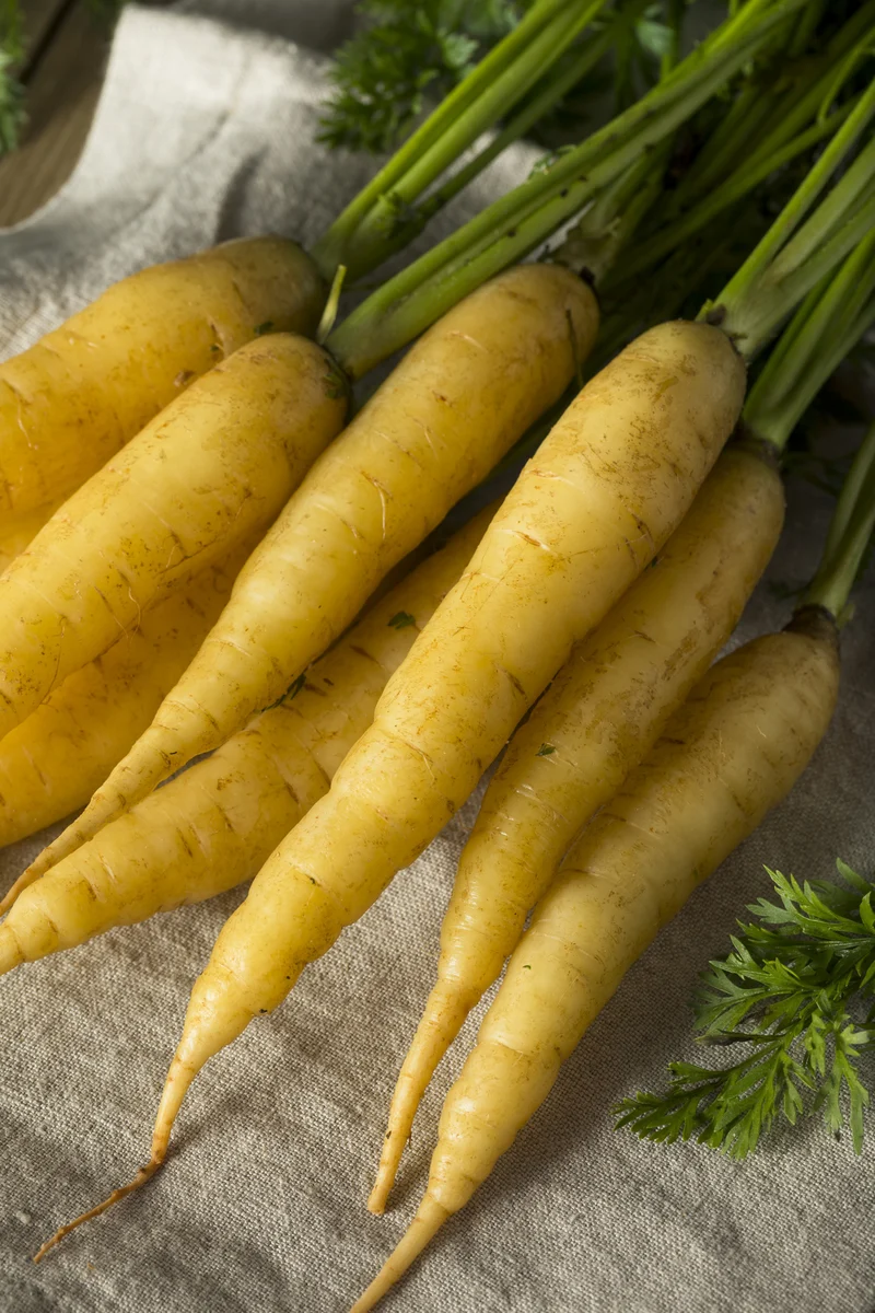Bio-Karotten 'Jaune du Doubs'