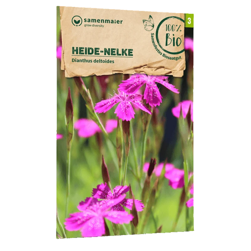 Bio-Heide-Nelke Wildblume