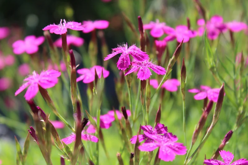Bio-Heide-Nelke Wildblume