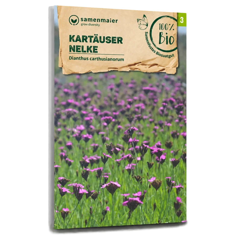 Bio-Kartäuser Nelke Wildblume