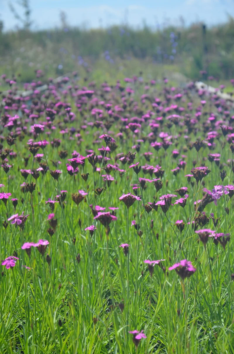 Bio-Kartäuser Nelke Wildblume