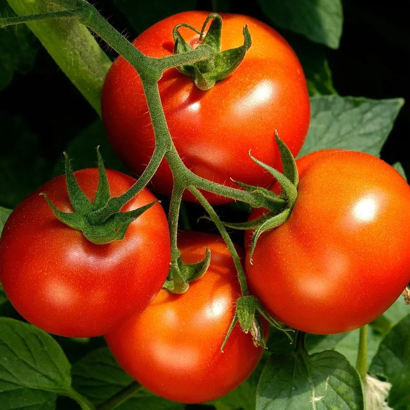 Celebrity Tomato Seeds – High-Yield, Disease-Resistant Hybrid for Juicy, Flavorful Harvests