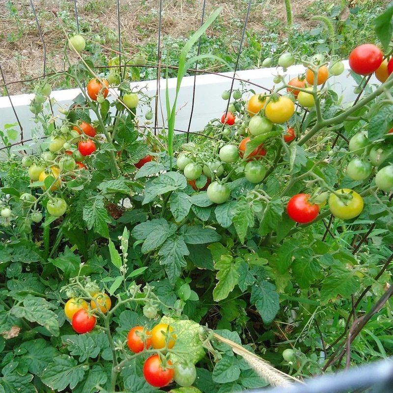 Tiny Tim Tomato Seeds – Dwarf Cherry Tomato for Containers & Gardens
