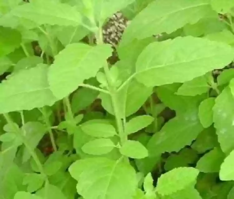 Vana Tulsi Seeds – Organic Holy Basil | Premium Quality Medicinal Herb for Home & Garden