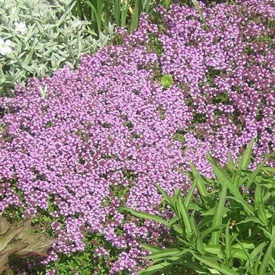 Bienen-Grenzpaket (1,5 m2)