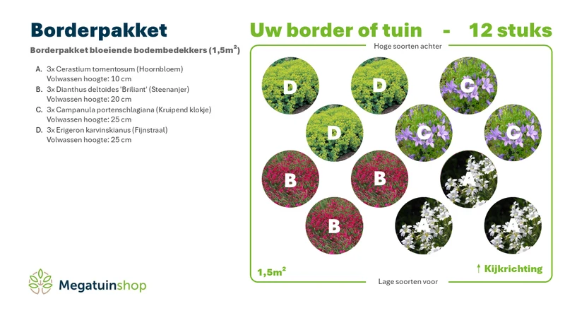Beeteinfassung mit blühendem Bodendecker (1,5 m²)