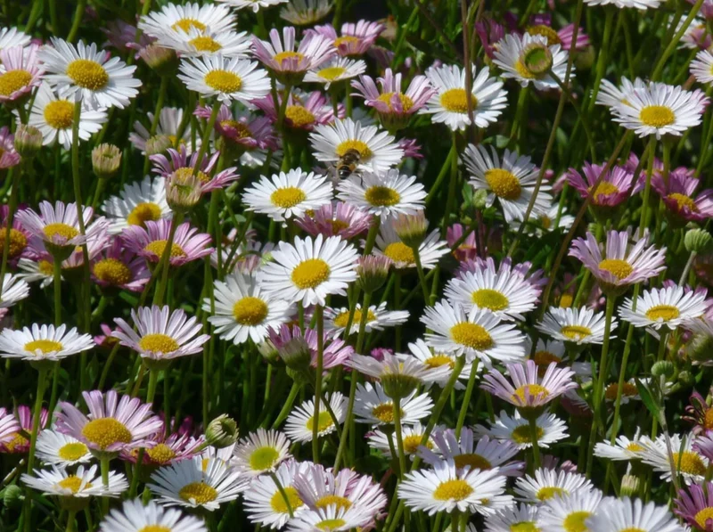 Beeteinfassung mit blühendem Bodendecker (1,5 m²)