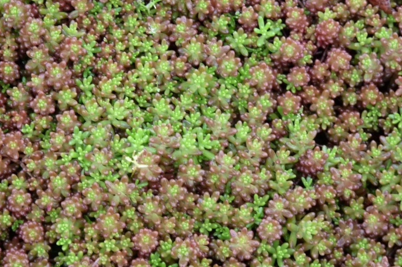 Bodenabdeckung für Bordüren (1,5 m²)