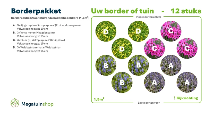 Randpaket immergrüne Bodendecker (1,5 m2)