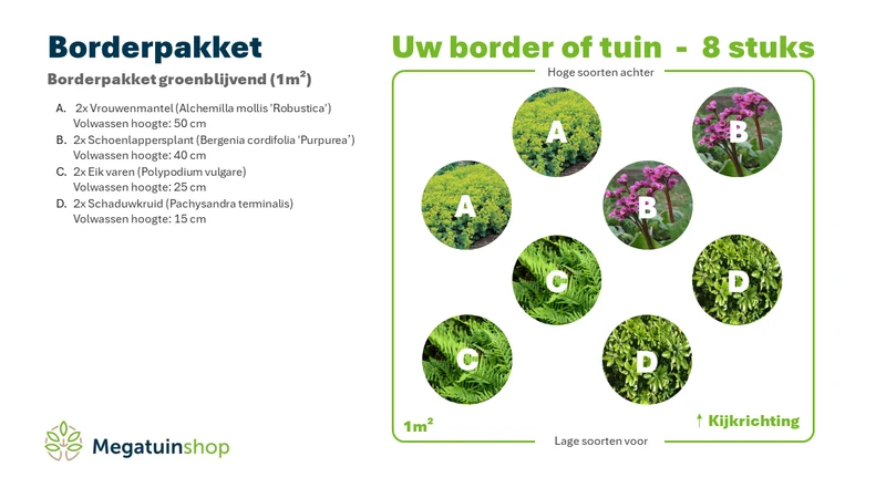Immergrünes Beet-Paket (1m2)