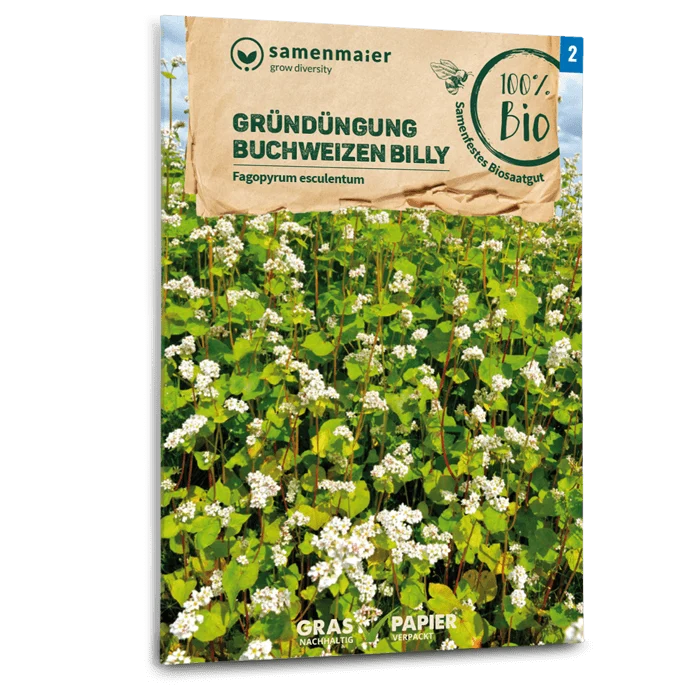 Bio-Buchweizen 'Billy' Gründüngung