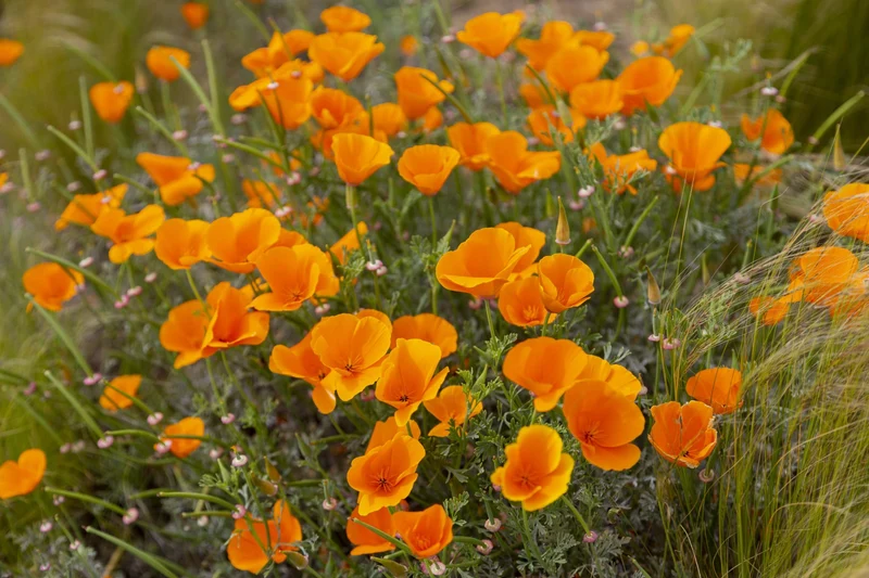 Bio-Goldmohn Orange