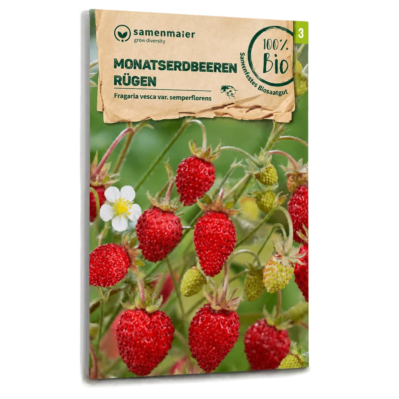 Bio-Monatserdbeeren 'Rügen'