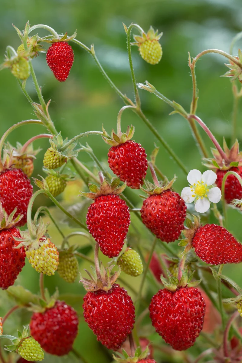 Bio-Monatserdbeeren 'Rügen'