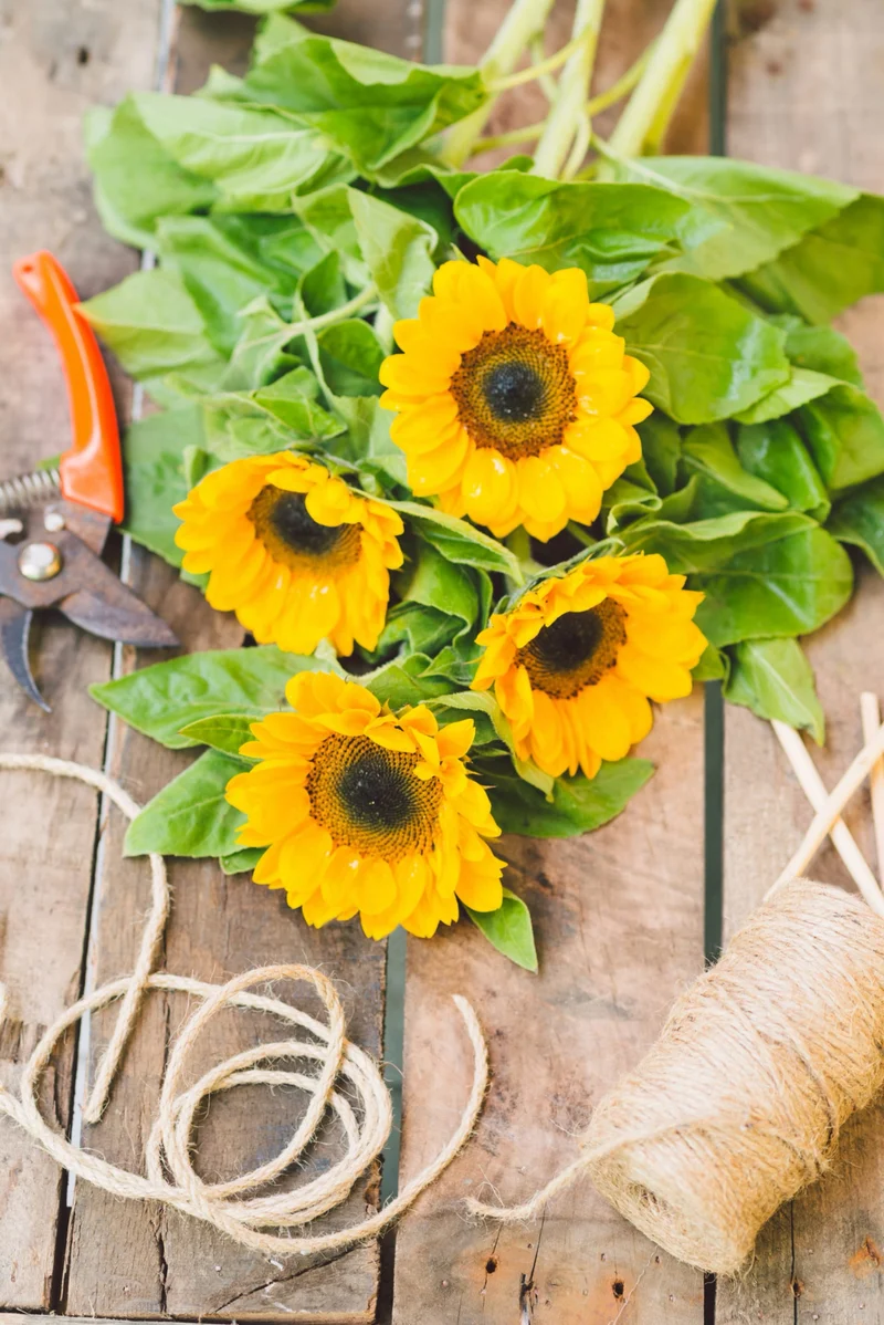 Bio-Sonnenblume 'Bambino'