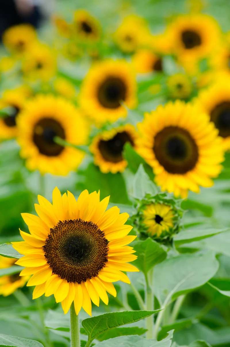 Bio-Sonnenblume 'Henry Wilde'