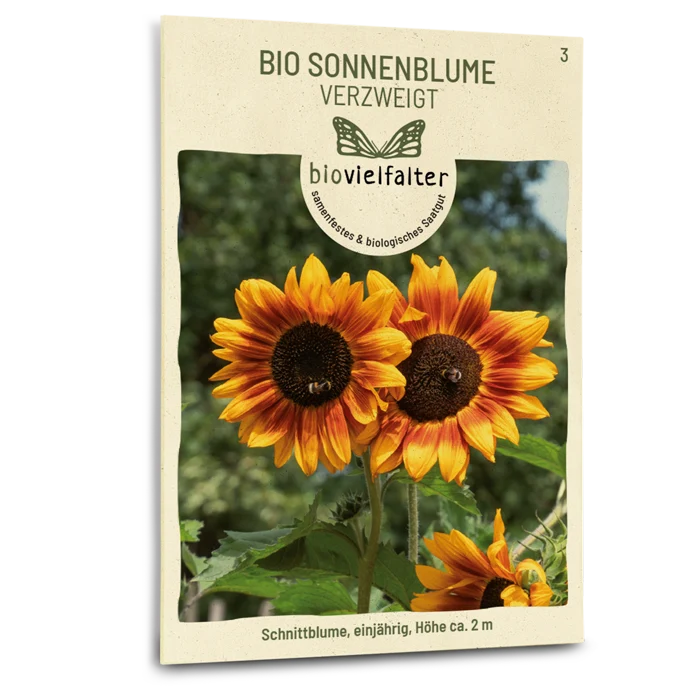 Bio-Sonnenblume Verzweigt