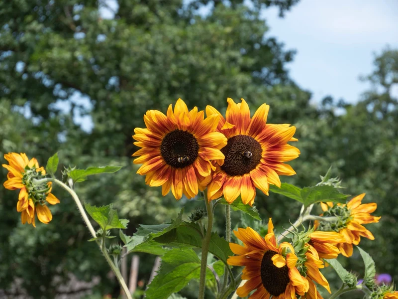 Bio-Sonnenblume Verzweigt
