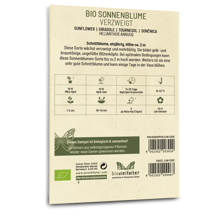 Bio-Sonnenblume Verzweigt