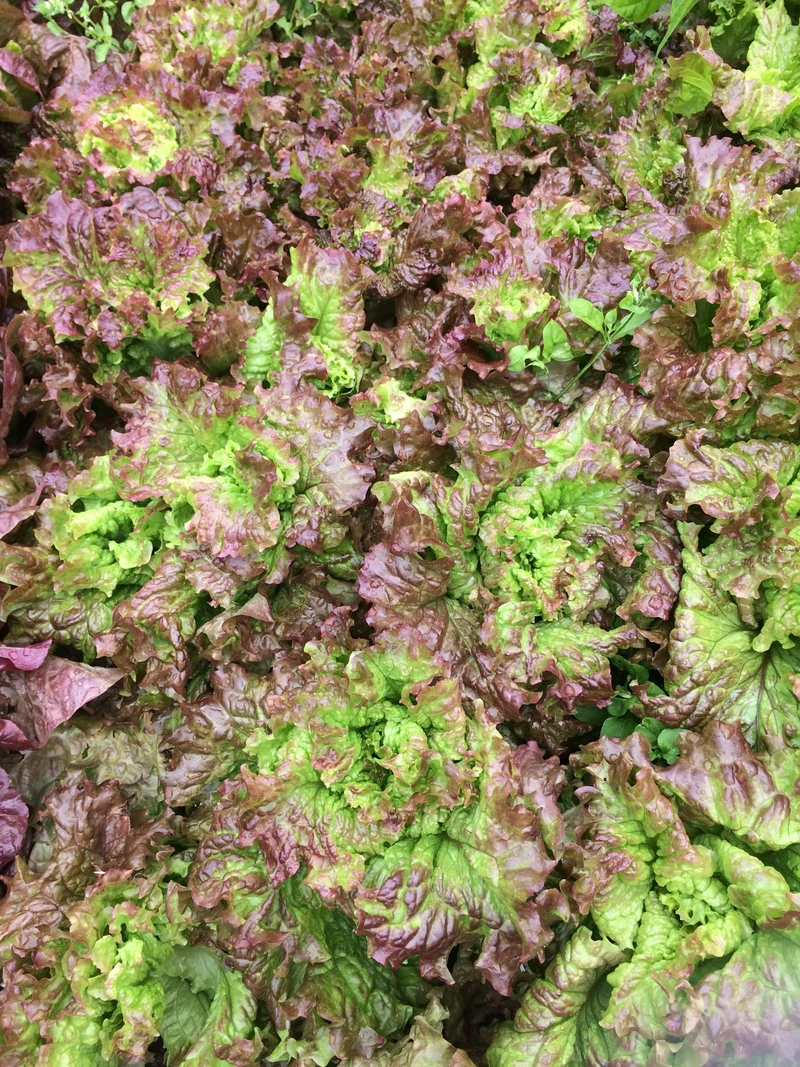 Bio-Bataviasalat 'Lattughino Rosso'
