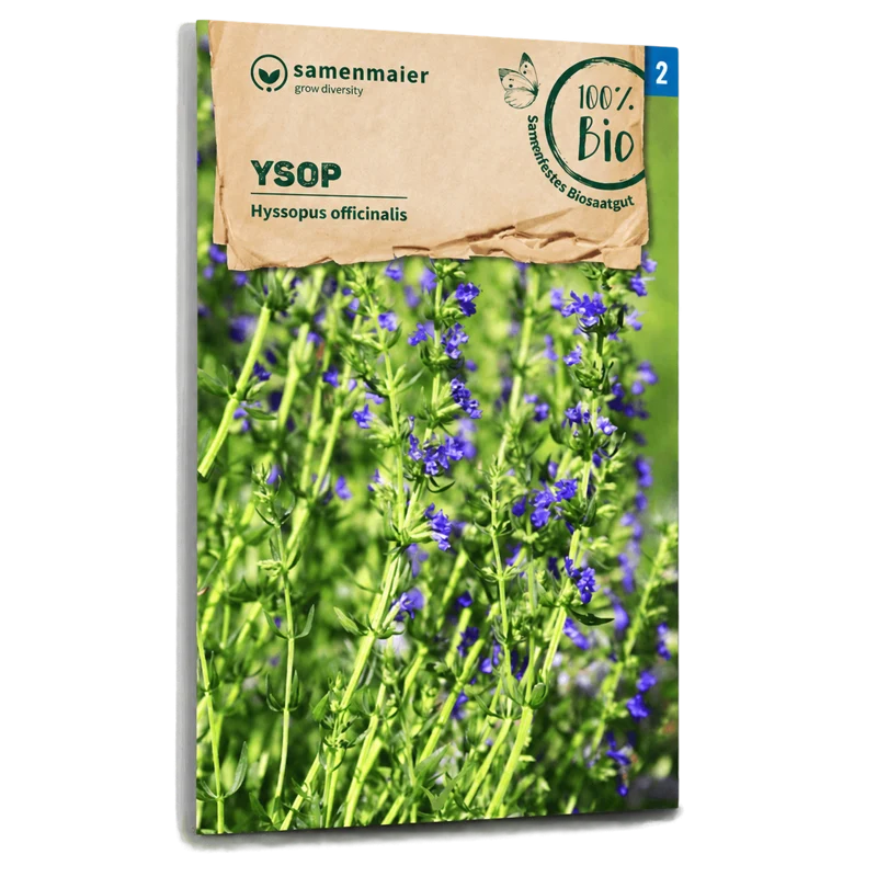Bio-Ysop Mehrjährig