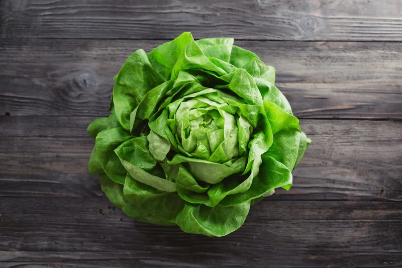 Bio-Kopfsalat 'Gloire de Nantes'