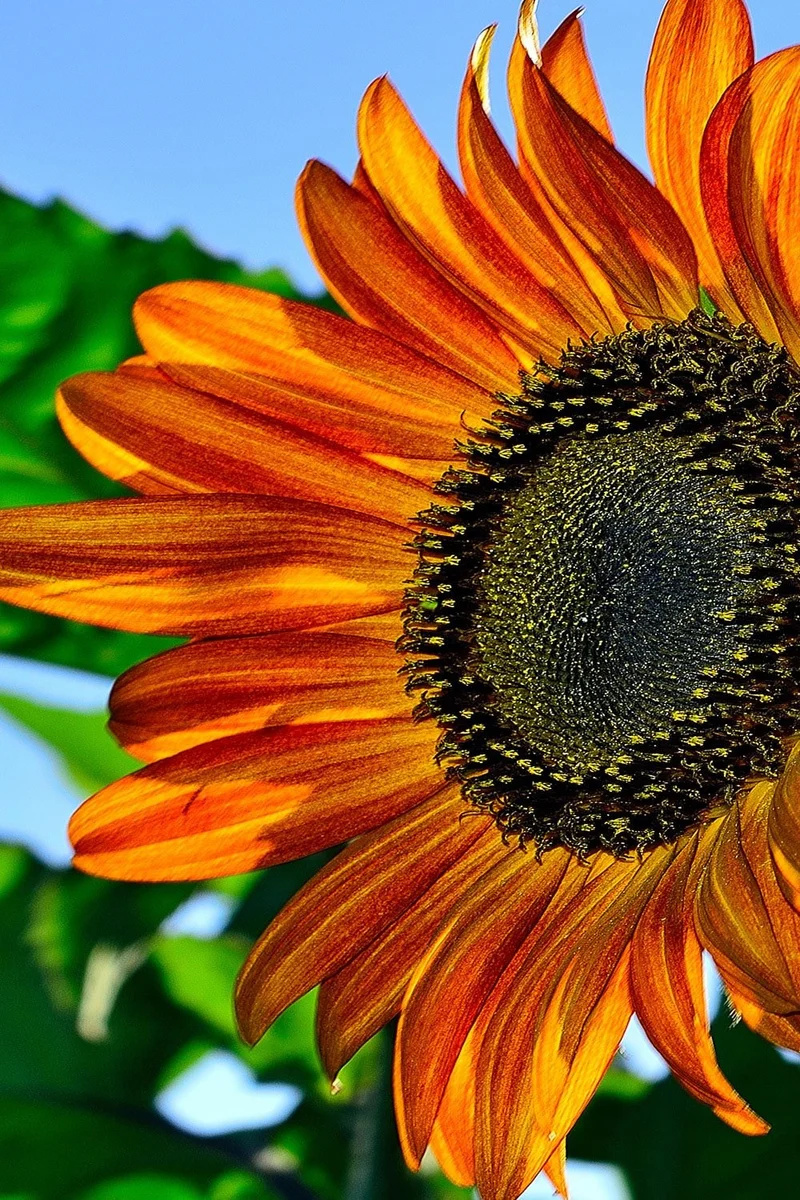 Orange with Mahogany Tips Sunflower Seeds – Fiery Bicolor Blooms for Gardens