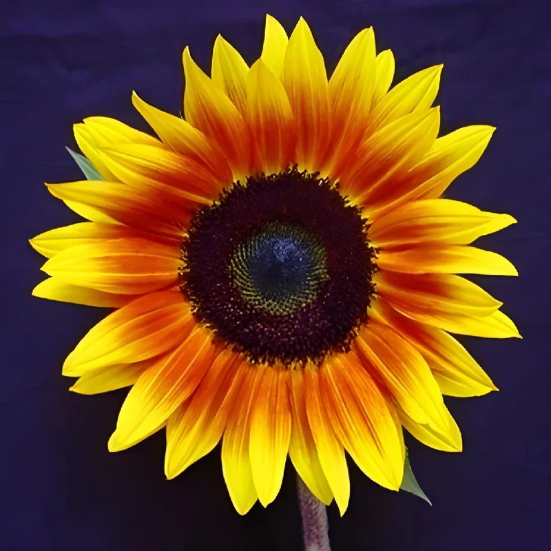 Yellow with Red Rings Sunflower Seeds – Striking Bicolor Blooms for Gardens